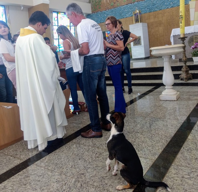 CRIATURA DE DEUS  Cão 'Zezinho' acompanha padre em missa, se levanta nas patas para “receber a hóstia” e encanta fiéis 