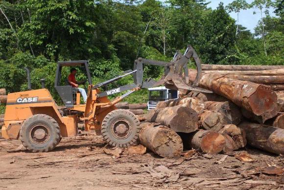 Doze pessoas são presas em flagrante extraindo madeira ilegal de reserva indígena em MT