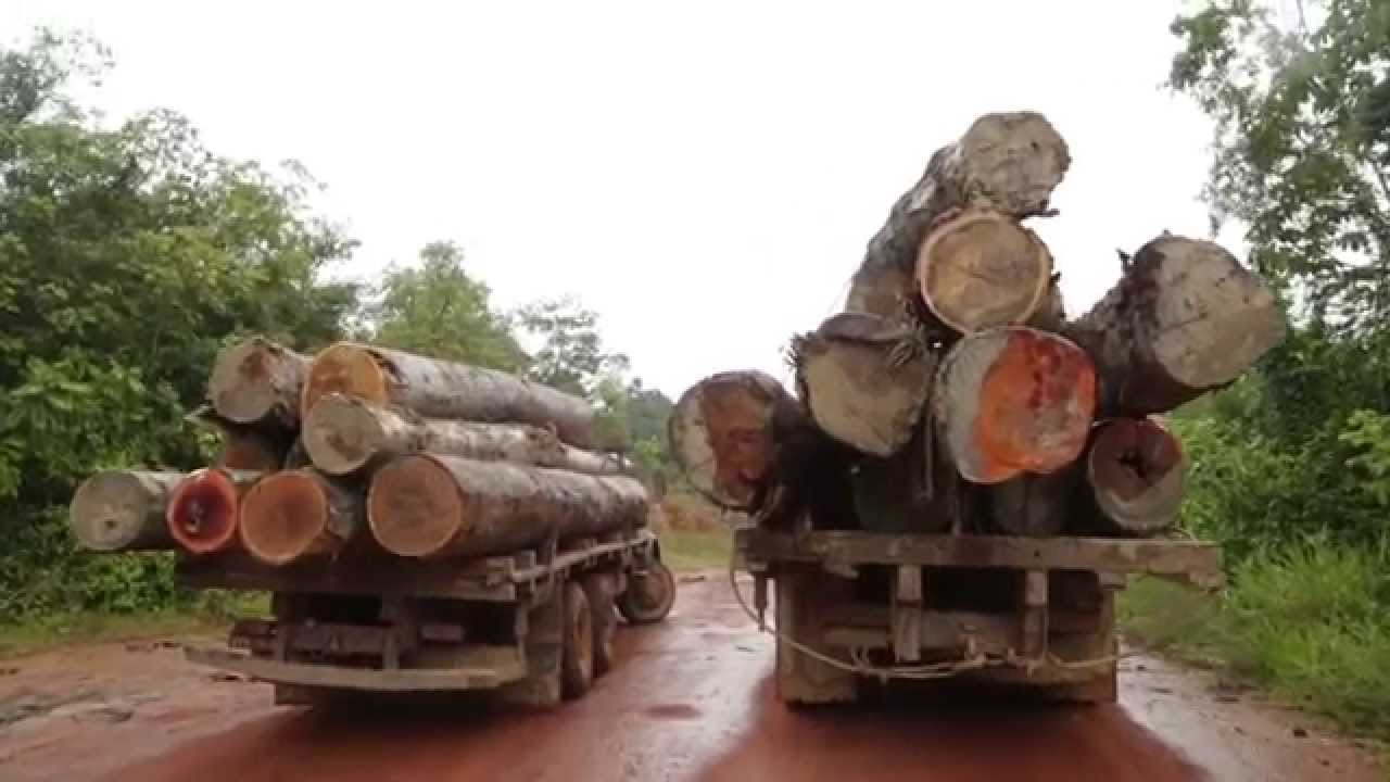 INCENTIVO À DESTRUIÇÃO: Sinalização de desmonte de órgãos ambientais e da fiscalização por parte do governo federal pode ter levado ao aumento do desmatamento na Bacia do Xingu