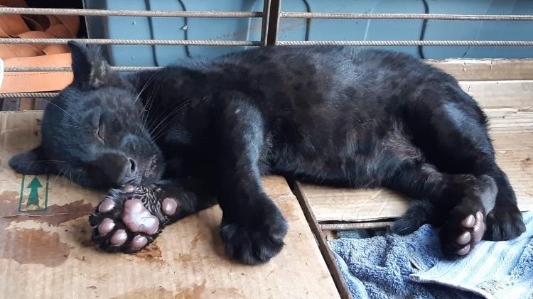 Espécie rara, filhote de onça preta é encontrado perdido no interior de MT