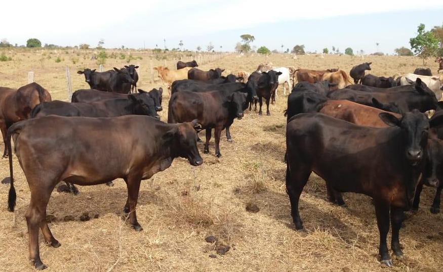 Suspeito tem duas ordens de prisão cumpridas durante investigação de furto de gado em Colíder