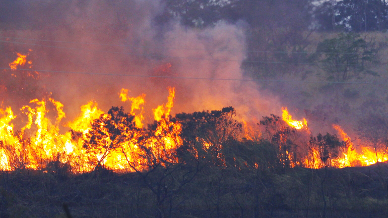 DEVASTAÇÃO DE FLORESTAS: Desmatamento e queimadas crescem em MT, e na Amazônia colocam Manaus em emergência
