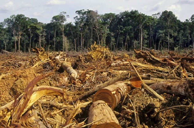MT e estados amazônicos articulam canal direto com doadores europeus erm busca de recursos para combater desmatamento