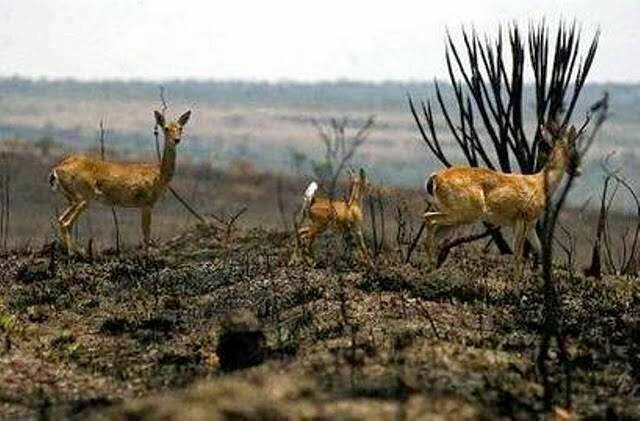 Incêndios no Pantanal do MS, que decretou “situação de emergência” acende sinal de alerta em MT