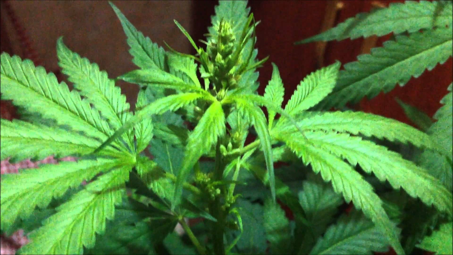 Senado acata sugestão popular que libera uso medicinal da maconha