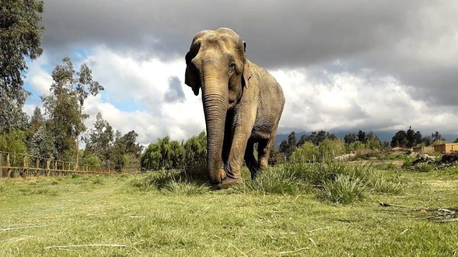 Ramba, a elefanta que veio do Chile já está em Chapada dos Guimarães, onde se adpata à nova vida 