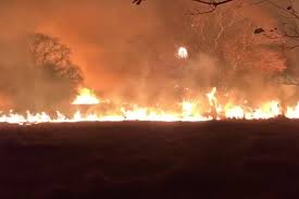 TRAGÉDIA AMBIENTAL: Em uma semana, incêndios queimam 122 mil hectares no Pantanal de MS