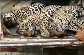 Fazenda onde ocorreu a morte a tiros de três onças–pintadas é localizada em MT; crime ambiental viralizou nas redes sociais a revoltou internautas