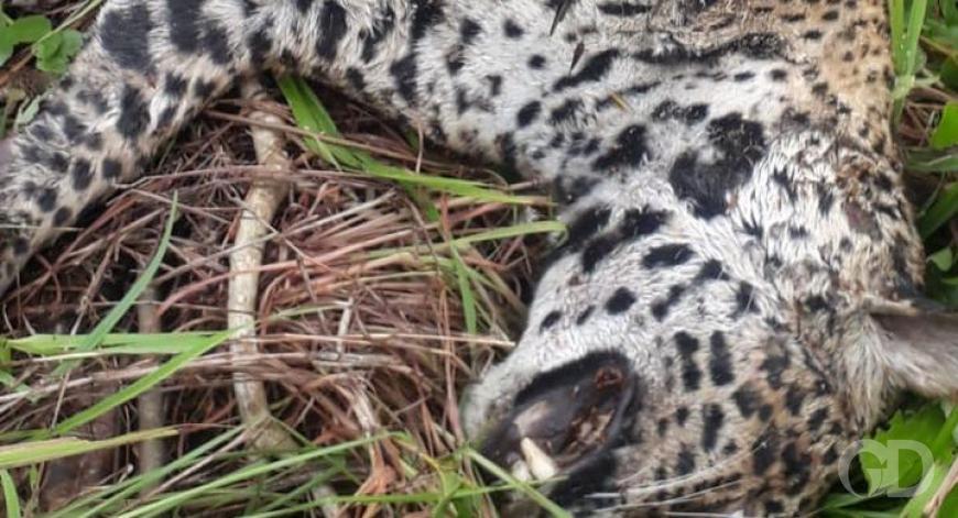 CRIME AMBIENTAL: Onça é abatida a tiros dentro de reserva ecológica no Pantanal