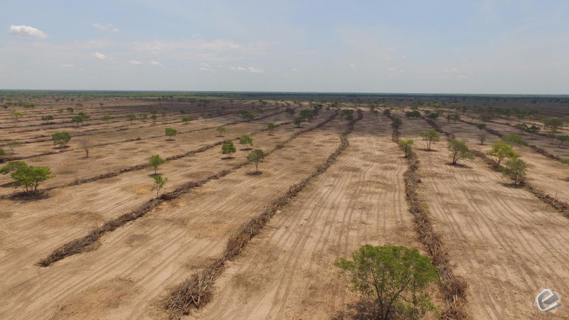 Grandes propriedades foram as principais responsáveis pelo desmatamento ilegal do Cerrado em MT