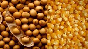 AZAR DE UM, SORTE DE OUTROS: Quebra imensa da safra argentina de soja e milho ajuda produtores de MT que seguem gerando superavits na balança brasileira