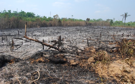 Desmatamento na Amazônia avança e registra recorde dos últimos dois anos; em MT governo estadual mantém“Tolerância Zero” com derrubadas ilegais e vem aplicando multas pesadas 