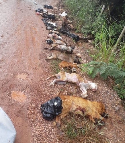 Polícia encontra 18 cães mortos em matagal de Cuiabá