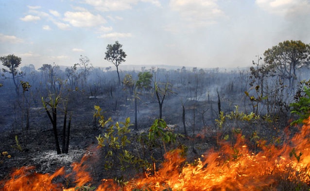 BIOMA: Destruição do Cerrado em 2019 foi mais rápida que na Amazônia e avançou áreas sobre protegidas