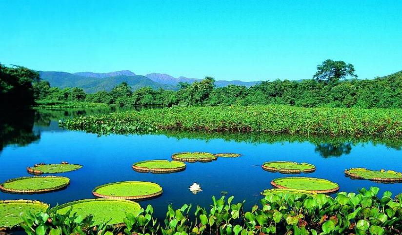  BIOMA AMEAÇADO: Pantanal é um tesouro de Mato Grosso e do mundo, mas corre riscos de extinção