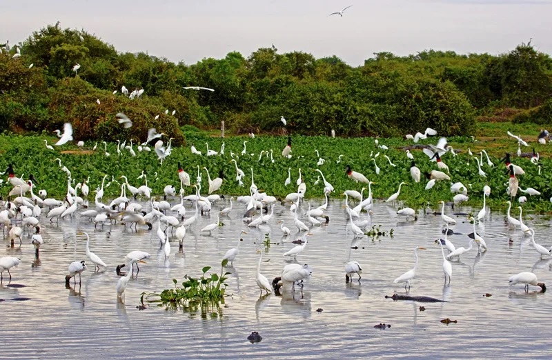 LIVRE DA PRAGA: Saiba por que o Pantanal forma uma barreira natural que impede chegada de nuvem de gafanhotos em Mato Grosso