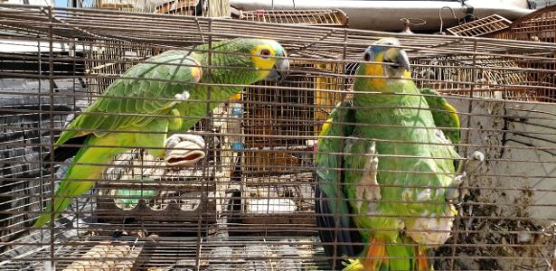  Combater desmate e tráfico de animais seria mais eficaz contra doenças