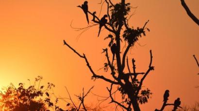 No Pantanal de MT, força-tarefa controla o fogo; já no vizinho MS a esperança é de que a chuva possa diminuir as chamas