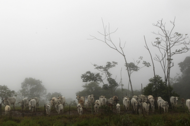 PRESERVAÇÃO AMBIENTAL: Agropecuária brasileira não precisa desmatar tanto e poderia ser mais sustentável, diz ambientalista