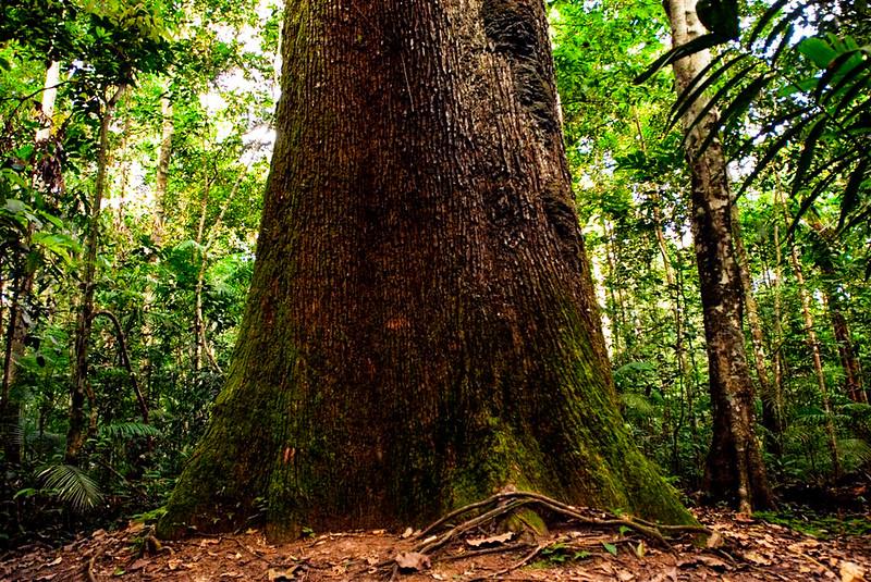 MUDANÇAS CLIMÁTICAS: Fórum apresenta estudo de vulnerabilidade na agropecuária de Mato Grosso