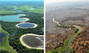 PANTANAL NÃO SERÁ O MESMO: Depois da tragédia de fogo intenso, recuperação do bioma será lenta e difícil; socorros demoraram