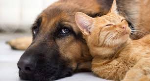 EM DEFESA DOS ANIMAIS: Governo publica lei que aumenta penas de maus-tratos contra cães e gatos