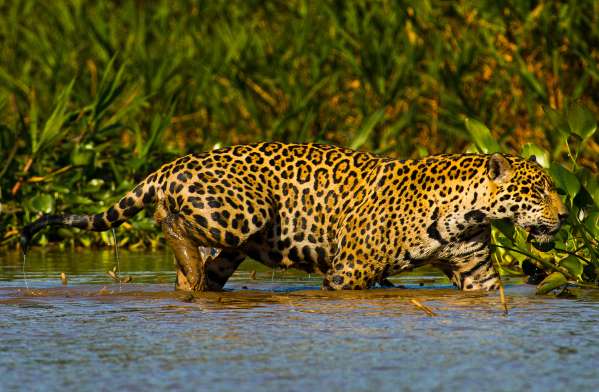 LAR, DOCE LAR: Onça-pintada é devolvida à natureza em MT após ter as patas queimadas em incêndio no Pantanal