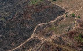 BIOMA EM DEVASTAÇÃO: De acordo Imazon, desmatamento atingiu 145 km2 da Amazônia em um mês em MT