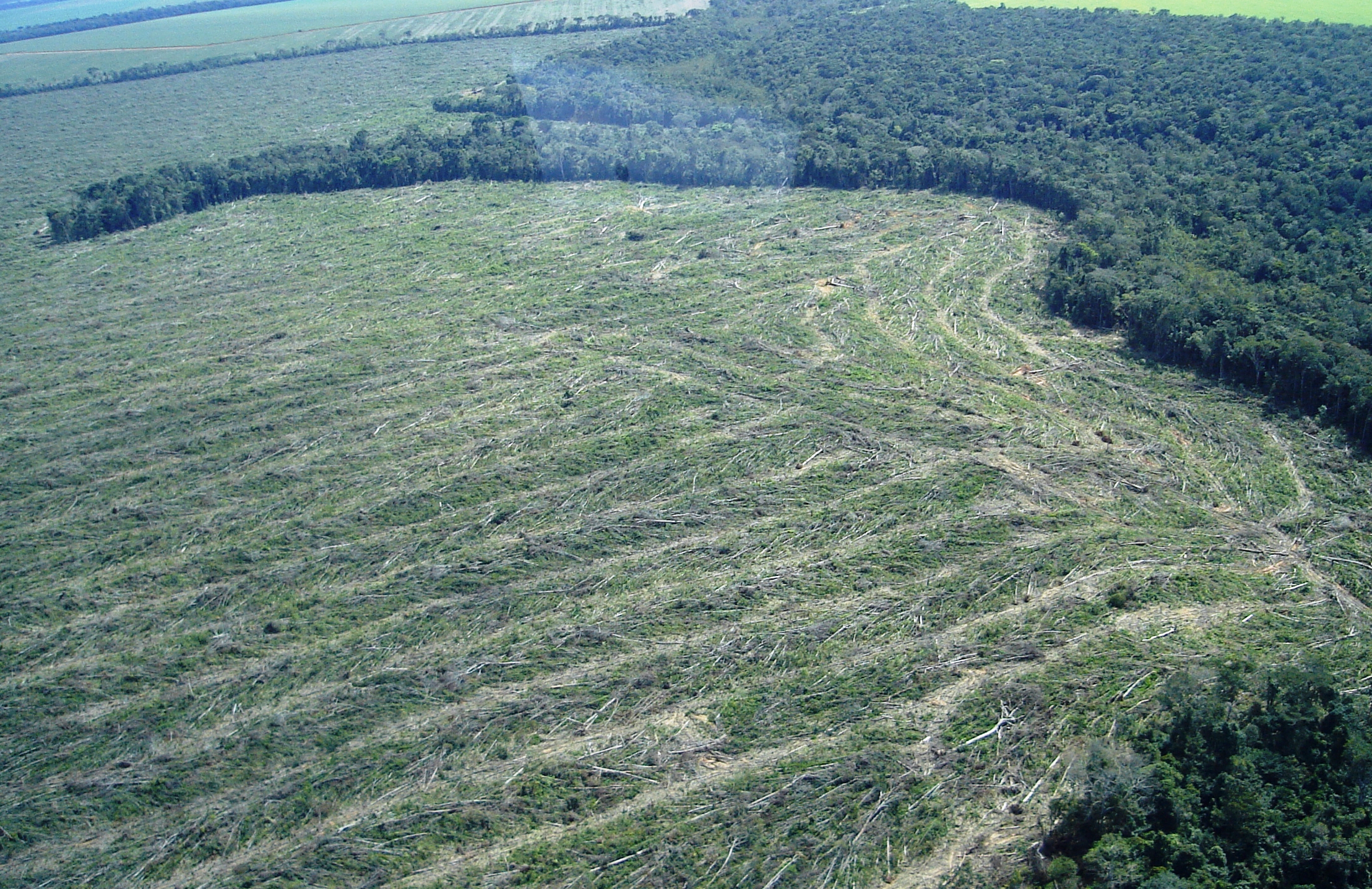 DEVASTAÇÃO ACELERADA: Brasil tem maior índice de desmatamento na Amazônia em 12 anos