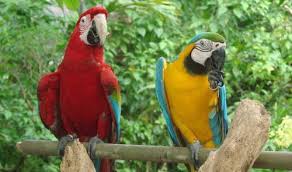 DIA DA BIODIVERSIDADE: Animais ameaçados de extinção encontrados no Parque Sesc Serra Azul indicam importância da conservação no Cerrado