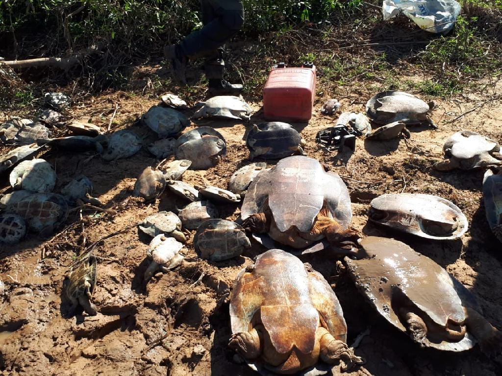 PARQUE ESTADUAL DO ARAGUAIA: Estado flagra caça ilegal e devolve 250 tartarugas para a natureza; veja vídeo