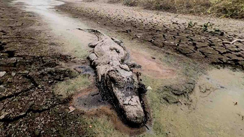 A CAMINHO DA MORTE: Além de secas, represas impactam na redução de águas no Pantanal; bioma perdeu 68% de áreas alagadas e reprodução de peixes é afetada