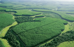 TECNOLOGIA AVANÇADA: Pesquisadores criam 'Big Brother' para monitorar fauna da Amazônia