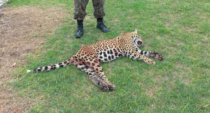 Atropelamentos frequentes de onças-pintadas em rodovia que corta o Pantanal exige medidas para proteger o maior felino do Brasil 